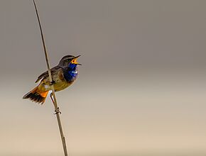 Agrandir l'image (fenêtre modale)