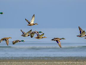 Agrandir l'image (fenêtre modale)