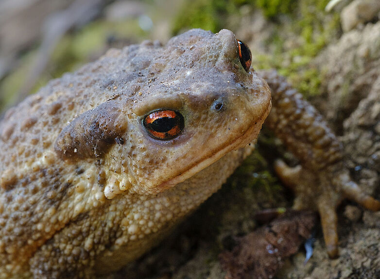 Agrandir l'image (fenêtre modale)