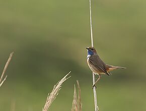 Agrandir l'image (fenêtre modale)