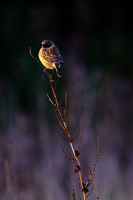 Agrandir l'image (fenêtre modale)