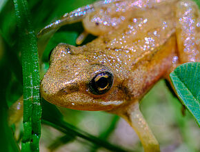 Agrandir l'image (fenêtre modale)
