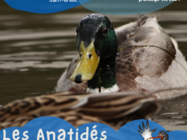 Agrandir l'image (fenêtre modale)